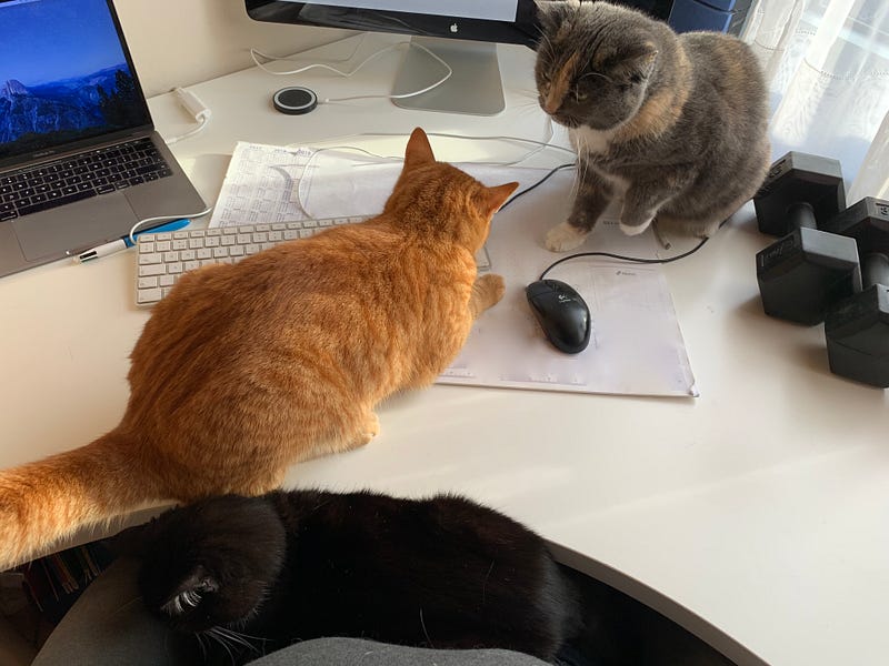 Trying to work from home with 3 cats can be… hard